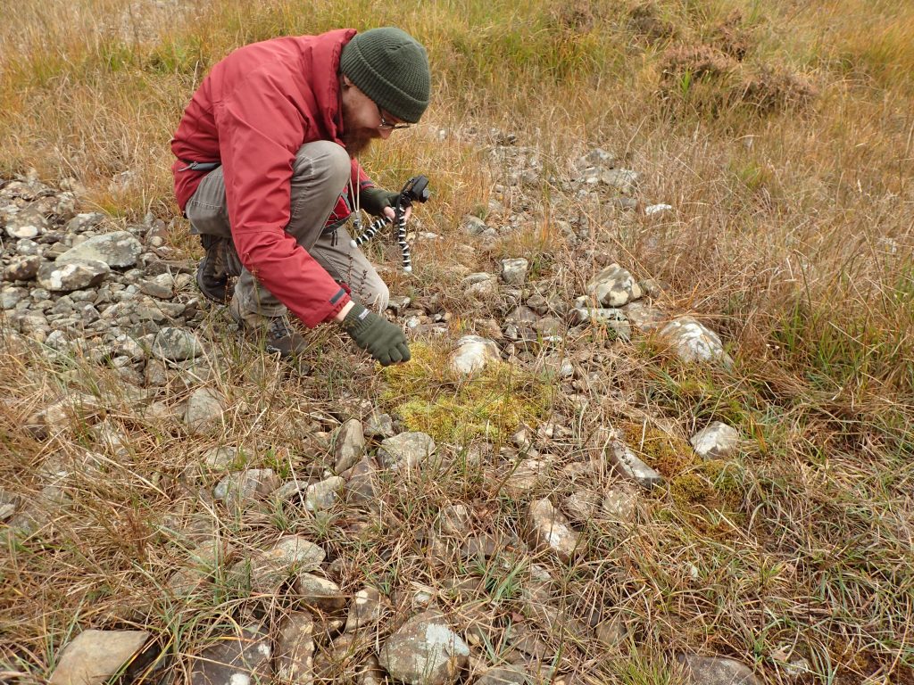 David Bell collecting Campylium stellatum. 