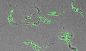 Curly-shaped trypanosomes, grey with bright specks of green fluorescent protein, against a grey background.