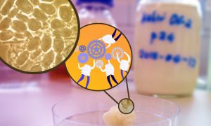 photo of white nodule that is a kefir grain sitting in front of a milk bottle with two inset images -- one looks like yellow and tan circles, and the other is animated versions of the kefir grains
