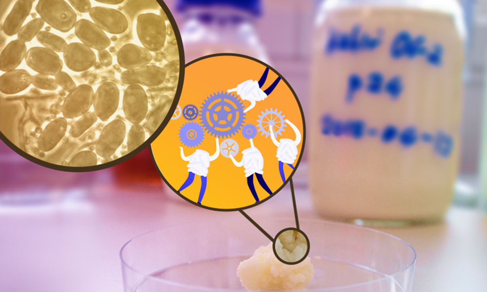 photo of white nodule that is a kefir grain sitting in front of a milk bottle with two inset images -- one looks like yellow and tan circles, and the other is animated versions of the kefir grains