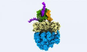 A bacterial cell with the parts needed for information flow from DNA to messenger RNA to protein highlighted in different colours.