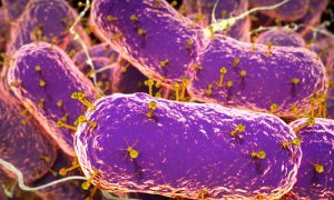 Phages invading gut bacteria.
