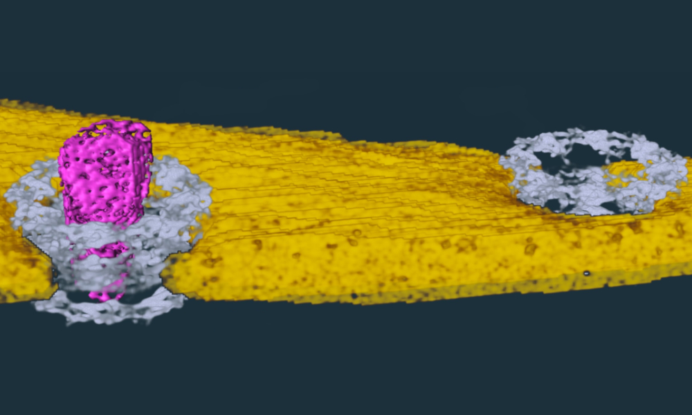 Illustration of a pink capsule passing through a grey pore in a yellow membrane.