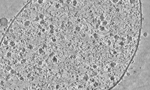 Greyscale image of a cell with its internal components visible