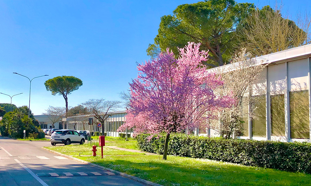 Pink blooming tree in front of functional building.