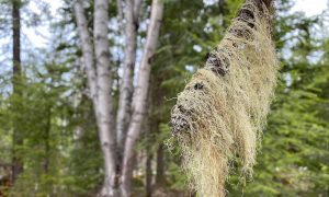 wild lichen