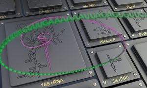 R2DT software for RNA structures