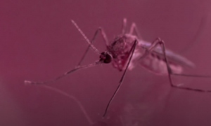 Image of a mosquito on a clear surface