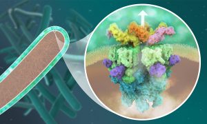 A close up into the inner membrane of a mycobacterium shows a 3D model of the molecular structure of the mycobacterial secretion system ESX-5, which is located in the inner membrane and consists of multiple proteins shown in different colours.