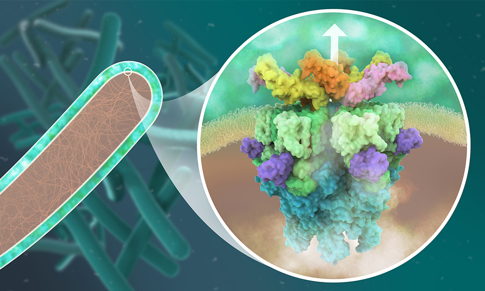 Eine Nahaufnahme in die innere Membran eines Mykobakteriums zeigt ein 3D-Modell der molekularen Struktur des mykobakteriellen Sekretionssystems ESX-5, das aus mehreren Proteinen besteht, die in verschiedenen Farben dargestellt sind.
