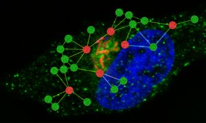 Fluorescence microscopy image of a cell and symbolic representation of a protein network.