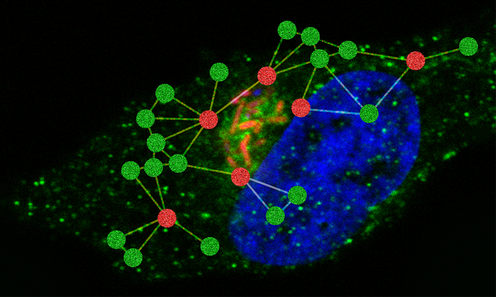 Fluorescence microscopy image of a cell and symbolic representation of a protein network.