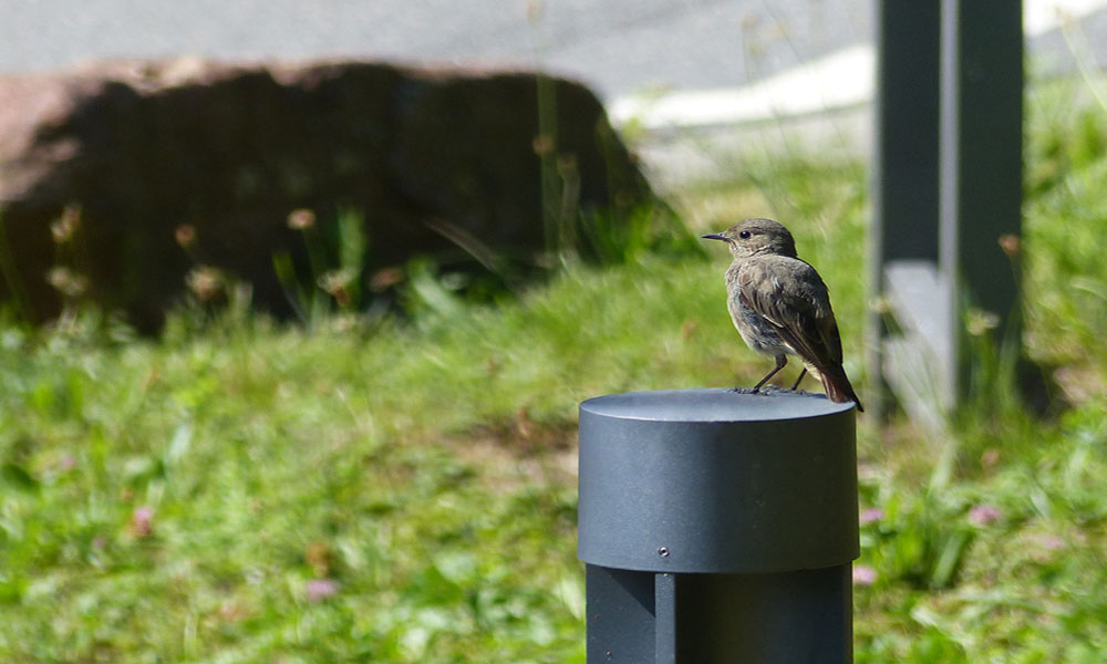 Close-up of a black redstart.