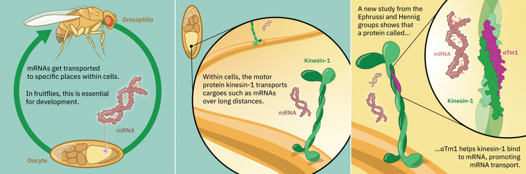 Three part infographic about motor protein kinesin-1