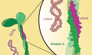 Close-up illustration of the Kinesin-1 protein, intertwined with the aTm1 protein in a helix, next to loopy mRNA molecules.