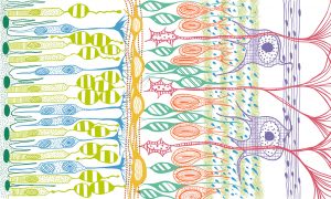 Artistic representation of the complex cell circuit forming the retina