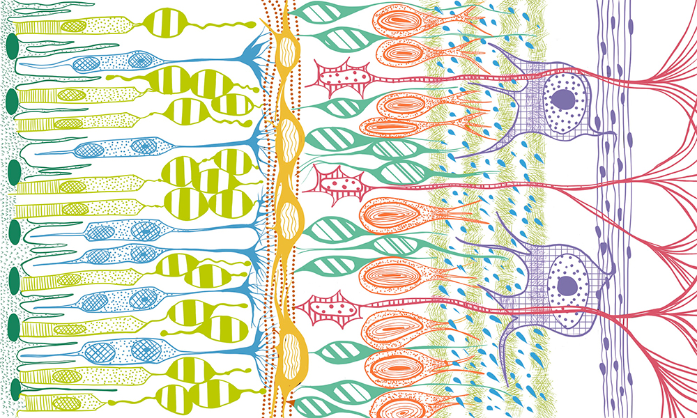 Artistic representation of the complex cell circuit forming the retina