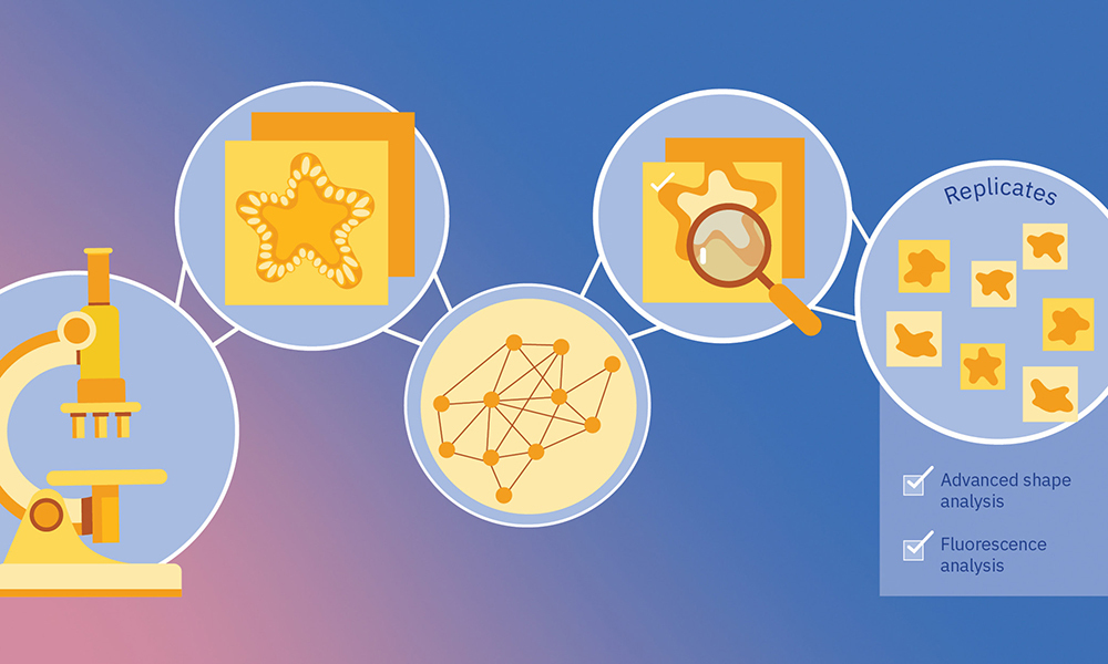 The image shows an infographic about how Morgana software works. In the first box, Morgana is fed with images - human brain organoids, zebrafish explants, intestinal organoids, or other - acquired with different microscopy devices - from stereoscopic microscopes to confocal to high content screening microscopes. In the second image it's portrayed how the platform segments the images with machine learning algorithms. The third box represents quantification in a modular format. That means that it can be adapted to the experiment and organoid type, being able to choose the relevant features for each case.