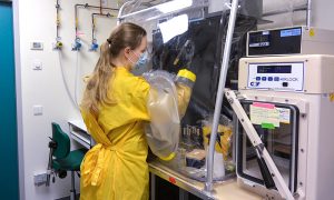 Female scientist working at a biosafety cabinet, wearing a yellow protective gown and black gloves.