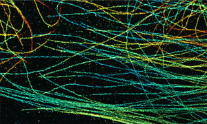 Labelled microtubules show as bright coloured lines on a black background