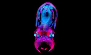 Pink and blue dominate a blurry image against a black background that is actually a global image of a 30-day-old Octopus vulgaris