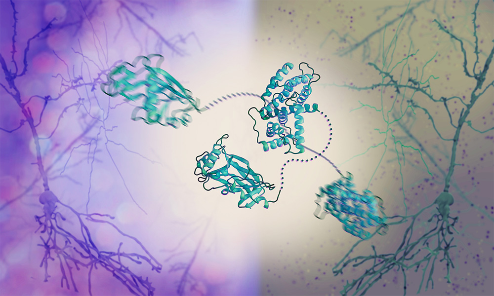 In the middle, there are two molecules of pUL21. One is blurred, to represent the molecule’s flexibility. In the background are two neuronal scenes. The one on the left is healthy and has a smooth surface. The one on the right is infected, which is represented by several green viral particles.