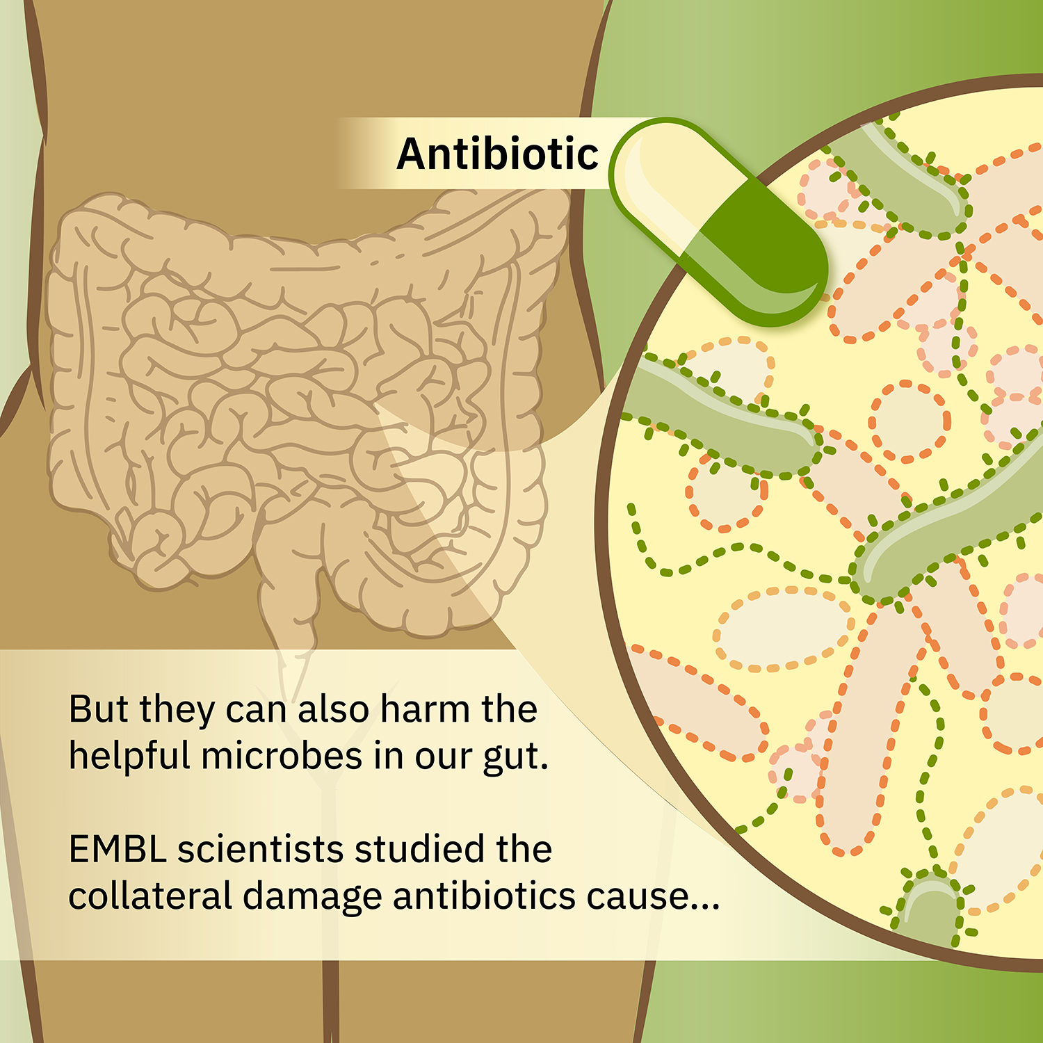 Tackling The Collateral Damage From Antibiotics EMBL