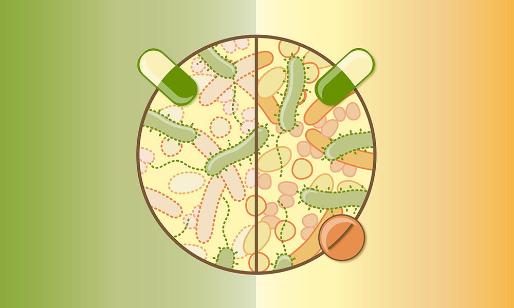 Immagine di una comunità batterica.  Le pillole rappresentano un antibiotico che può essere usato per curare un'infezione e un altro farmaco che può proteggere molti batteri intestinali dagli antibiotici.