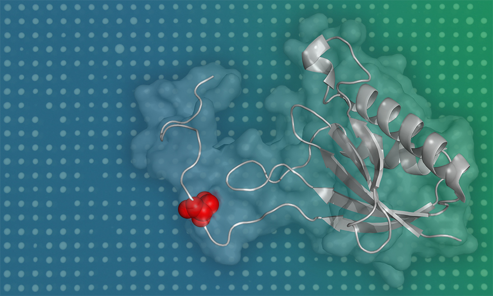 Protein structure with a phosphosite highlighted in red