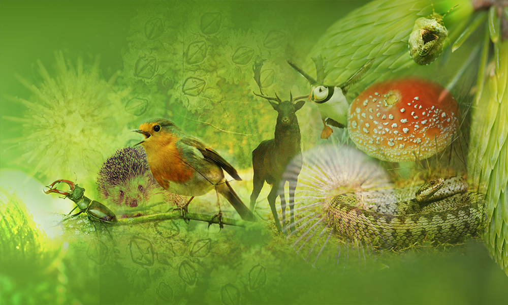 Several species including robin, mushroom, deer on green background.