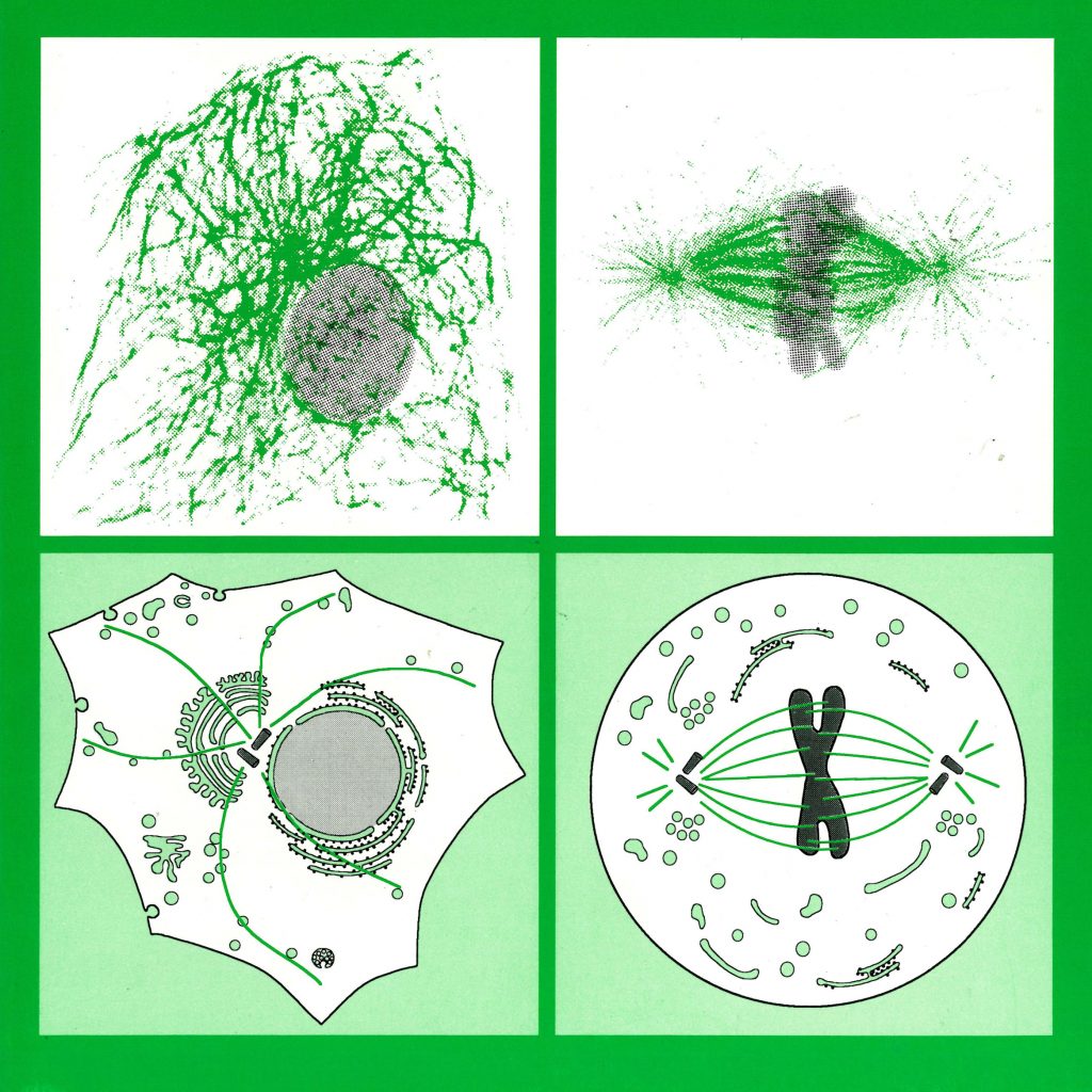 cell diagram