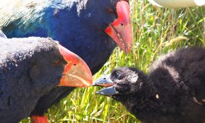 close-up of 3 birds