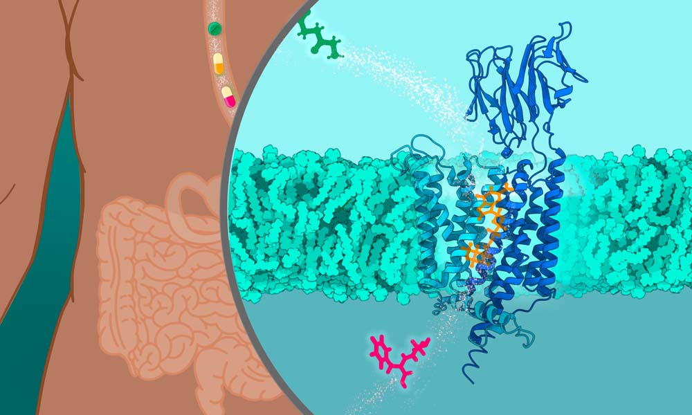 In the left, a sketch of the human digestive tract, with pills in the stomach. On the right, a magnifying glass shows a model of the peptide transporter 1 in the cell membrane in the intestine wall. The pills from the left part of the image form a path made of smaller particles, and individual molecules represented by structural formulas. The path connects the intestine on the left to the opening of PepT1 and continues on the other side of the intestine wall. Individual drug molecules enter PepT1 and are transported to the other side of the cell membrane.