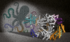 Three dimensional structure of the Lassa’s virus polymerase with its different components represented by colored filaments and cylinders. The structure is shown as an octopus-like shape in the background.