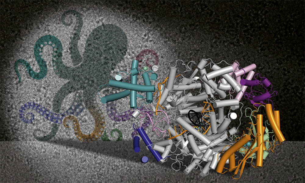 Three dimensional structure of the Lassa's virus polymerase with its different components represented by colored filaments and cylinders. The structure is shown as an octopus-like shape in the background.