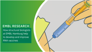 A cartoon image showing a person's arm and a needle with a vaccine being injected into it. The text on the left reads: "EMBL research: How structural biologists at EMBL Hamburg help to develop and improve RNA vaccines"