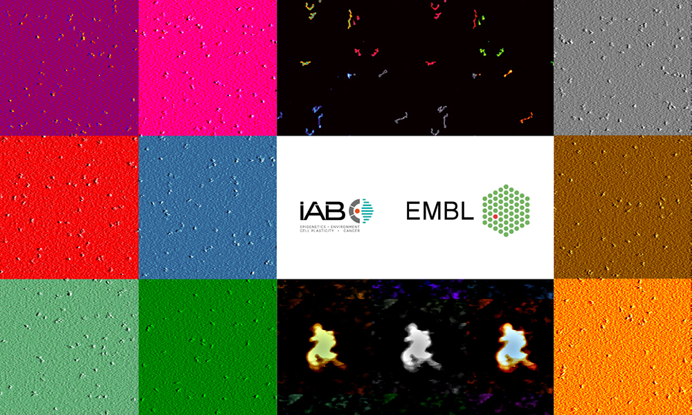Scientific illustrations of MEG3, a very large RNA involved in cell proliferation. IAB and EMBL logos are located in the center of the illustration.