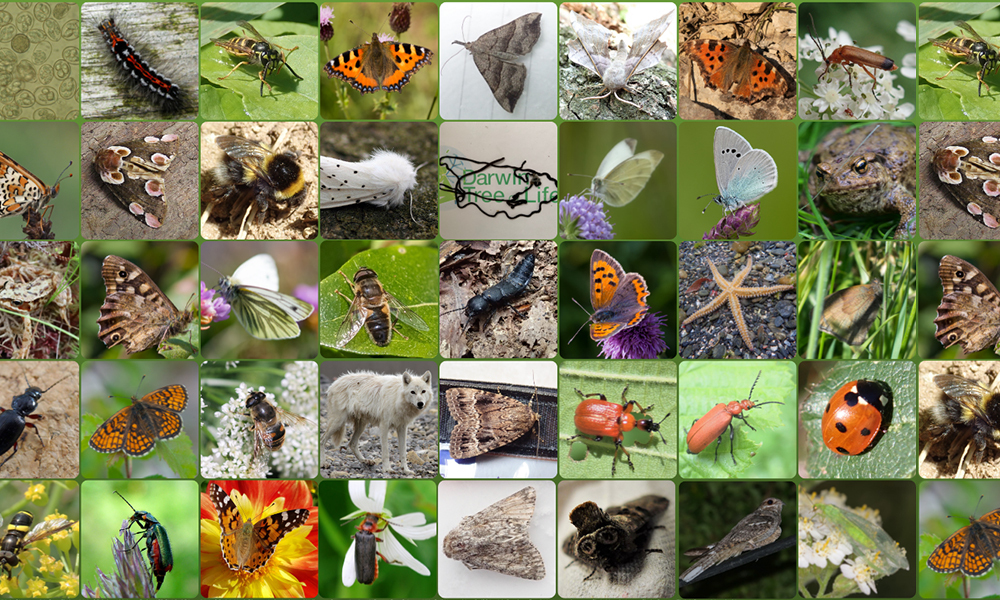 Many images of different species sequenced as part of the Darwin Tree of Life Project