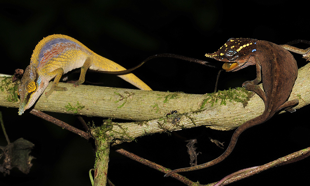 reptiles on a branch