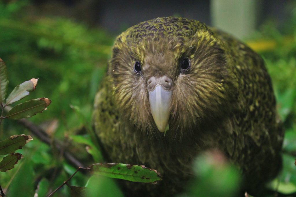 yellow and black bird staring at camera