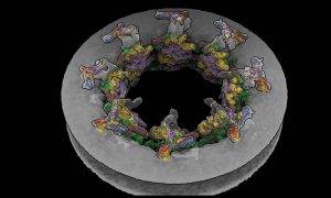 A model of the doughnut-shaped nuclear pore complex. Individual molecules are marked in various colours.