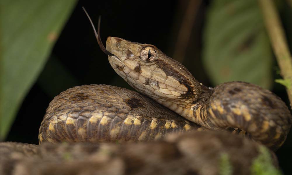 A photograph of the Amazonian lancehead snake Bothrops atrox