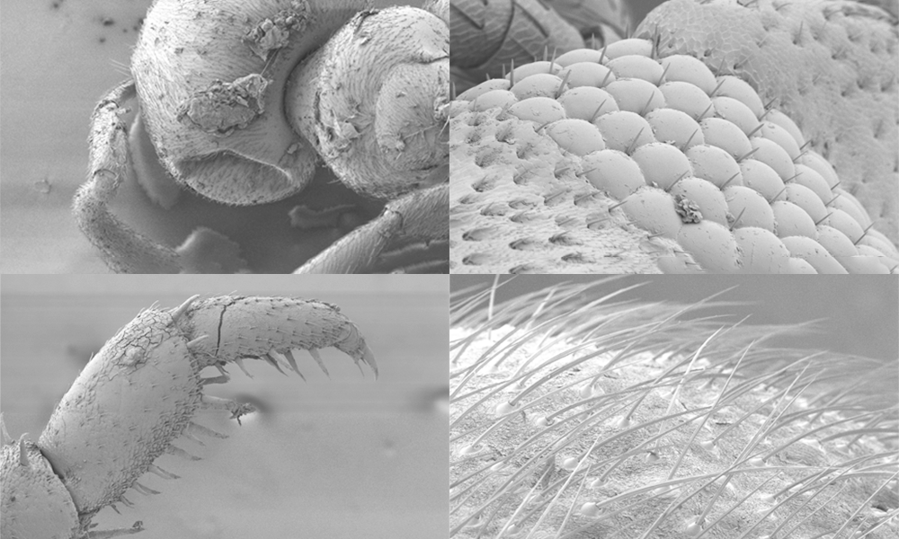 Scanning electron micrographs showing close-up views of insect or arachnid body parts
