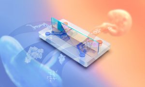 3D visualization of the vascularized placenta barrier model on-a-chip.