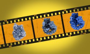 Science illustration composed by a photographic film highlighting three-dimensional structures of a protein complex involved in splicing.