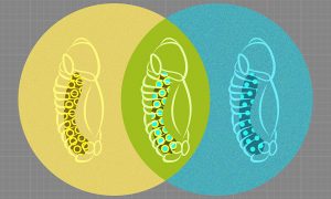 Three colourful overlapping circles arranged in a row, a fruit-fly embryo being visible within each. Small circles within the embryos represent cell lineages.