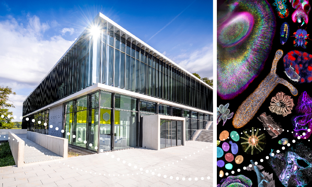 Image composition showing a building with sun reflecting off the glass and microscopy images of microorganisms in multiple colours.