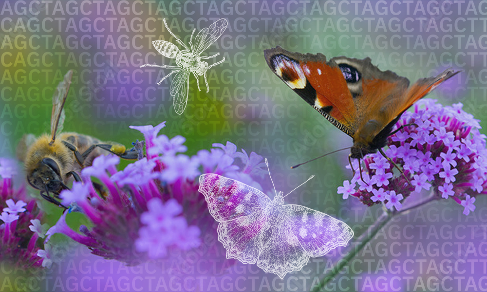 A bee and a butterfly sitting on purple flowers