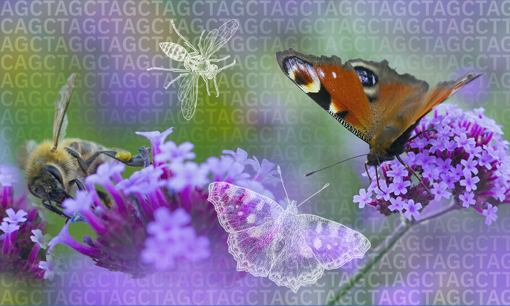 A bee and a butterfly sitting on purple flowers