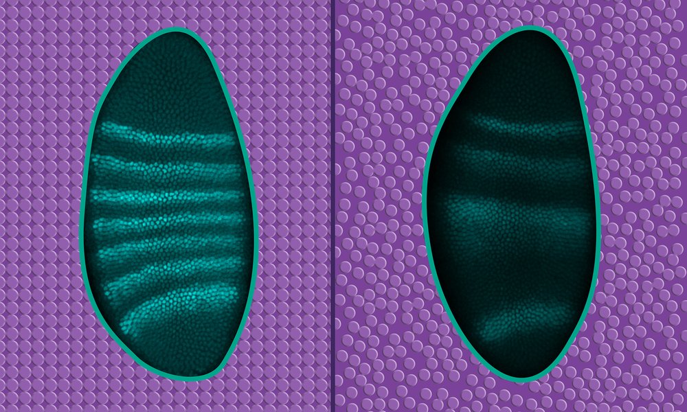 Two Drosophila embryos stained with fluorescent dye on a purple background that indicates either solid or liquid state